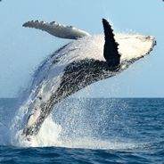 Overwhaleming