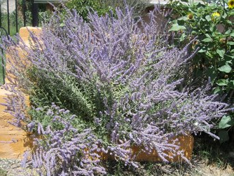 purplesage.png.5d632538dea1a090a1948e239cd404da.png