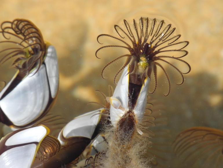 goosebarnacle.thumb.jpg.13a0f4a5a0e6b1db70397f1247731ab8.jpg