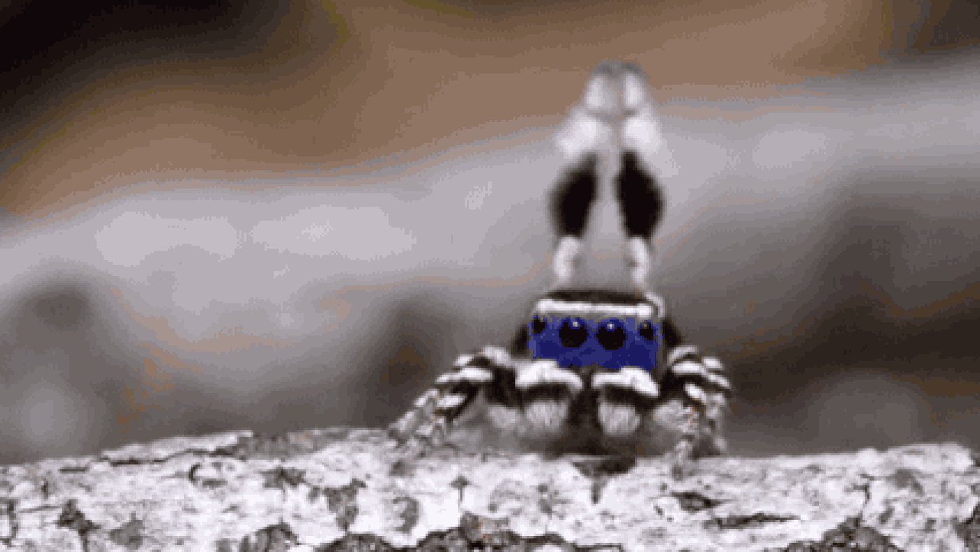 Spider Qol Animation Wishlist Don T Starve Together Suggestions And Feedback Klei Entertainment Forums Spider Qol Animation Wishlist Don T Starve Together Suggestions And Feedback Klei Entertainment Forums