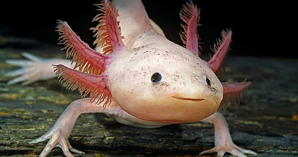 axolotl.png.b286b14eb1ee6b318b119d4ee09468e9.png