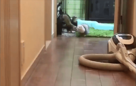 ezgif-4-cf38b760c82a.gif.caad409cd1f178f5f22653c75bc9be94.gif