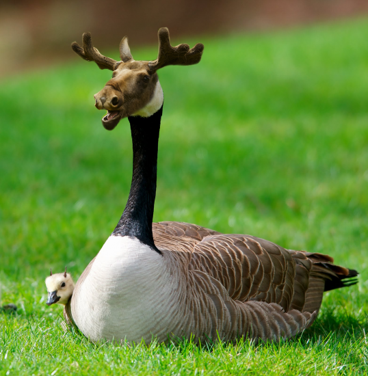 moosegoose.thumb.png.eb15f7ffb98868b84ca04b02fc4555b1.png