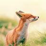 DearDeerDee