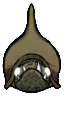SlurtleAtkDown.gif.0fd734338ca99217c56cd5d774664b83.gif