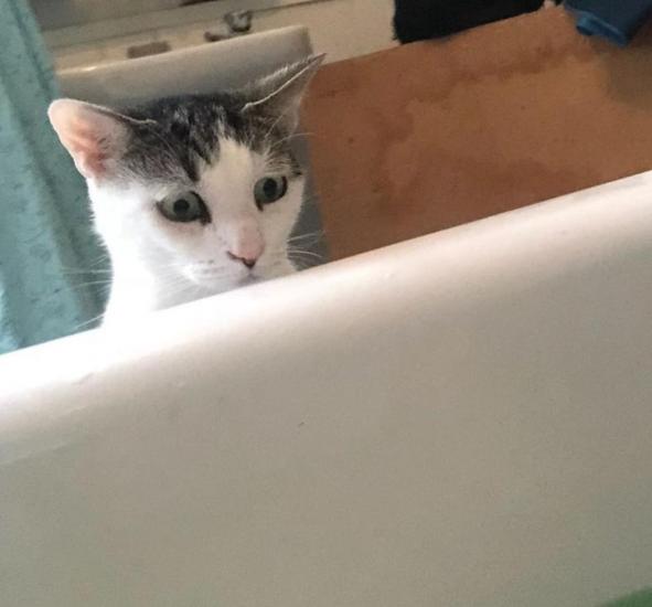 catcern.jpg