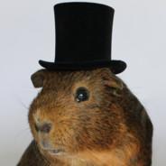 guinea_pig115