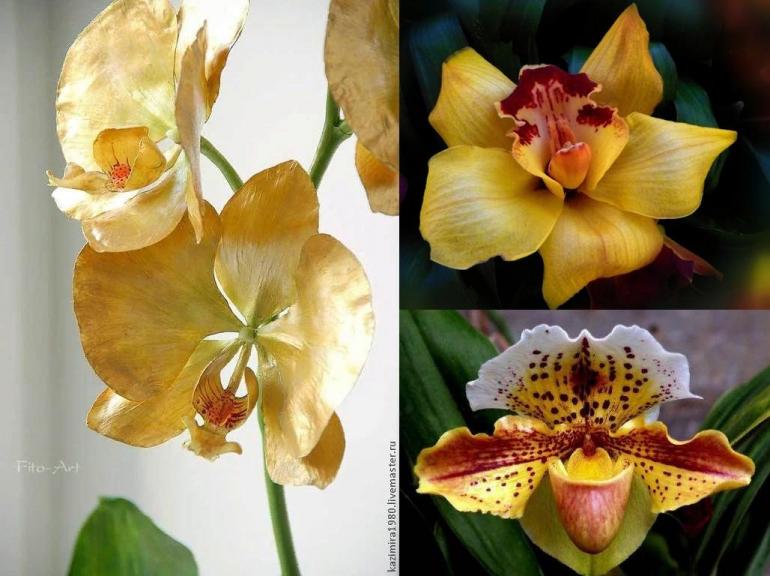 honorflowers.thumb.jpg.18e2187b5234474eabc9338c948ddd7c.jpg