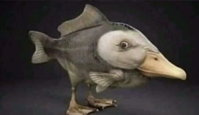 fishduck.jpg.f80ed1e768592e69859db3cb4d2ae3f8.jpg