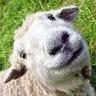 sheepsy90