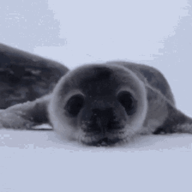 baby-seal.thumb.gif.0e484949c2a97652f9250b869c26633c.gif