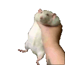 847921812011483151.gif.e9d9b8df37353880186ffbcb38972a3a.gif