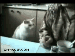 678E03B0-BD54-4781-B72A-19B08A4053A4.gif.99fc0a6108af8917809697d12c870815.gif