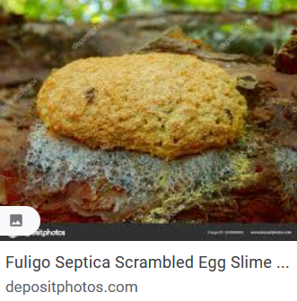 image.png.96abd2ee2bc6f426af13a5ad47b7da2e.png