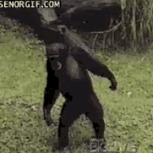 monkey-chimp.gif.d2fddc190eb15ae3957a48905688c7e3.gif