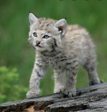 babybobcat.png.89a26e69019ae092fa870adad30b2294.png