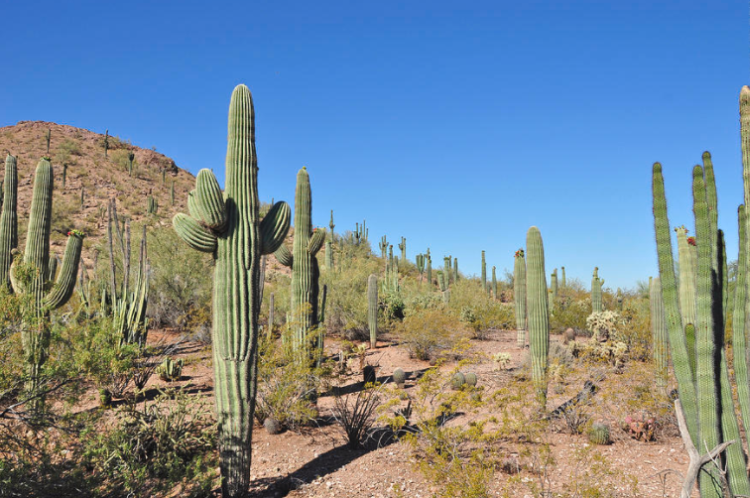 sonorandesert.png.966da5d31d56054179e48385973074e8.png