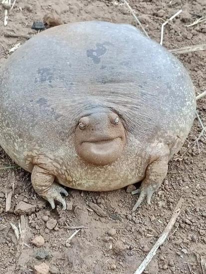 blunt-headed-burrowing-frog-in-cambodia.thumb.jpg.d57d16abfc9b38ceeb51fd88cb3766af.jpg