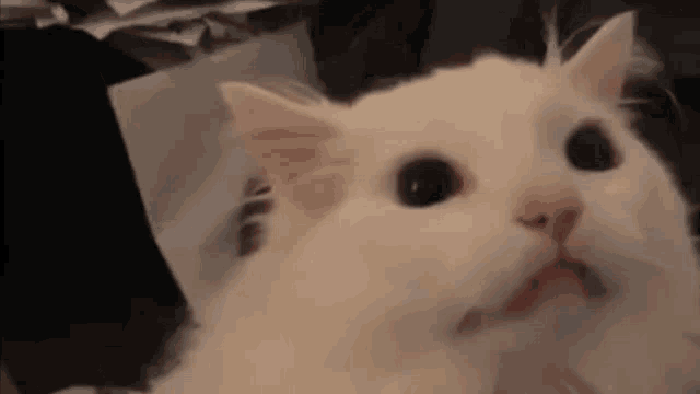 cat-scream.gif.fbe6b36cb307a30561ad859d4d47e9f6.gif