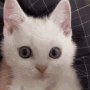 cat.gif.6284247a35f7007bc1a10110d80ec93d.gif