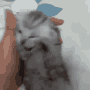 gato-koolemic.gif.1a5e79451e5537d3a15b2c90807e7251.gif