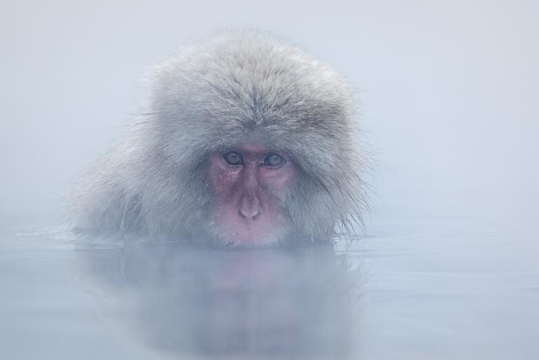 snow-monkey-bathing-water.jpg
