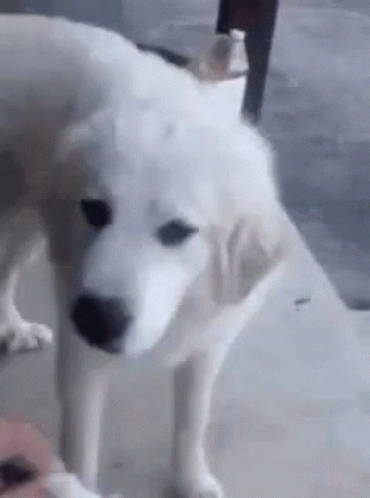 dog-reject.gif.94131c85a3284561c4c5be0e66a24ed7.gif