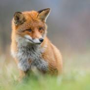 GT_FOX