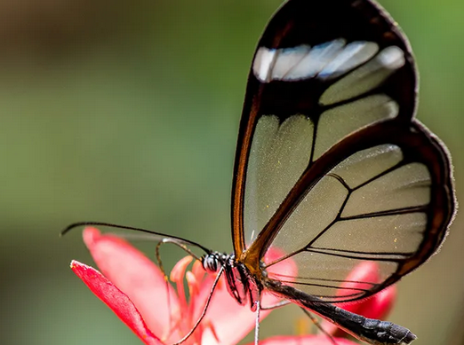 glasswingbutterfly.png.0642b21d5b9ebe8187f43702f8d2f93b.png