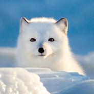 fox_little_