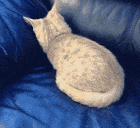 IMG_6035.gif.5f2db6ee3a50261d2278372a36f13355.gif