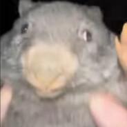 dindumuffin