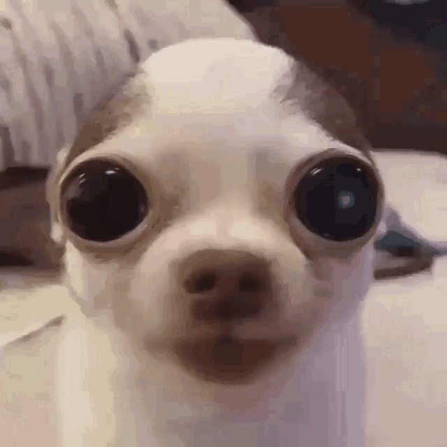 image.gif.41038ebc02cf093595dbc22cd040f942.gif
