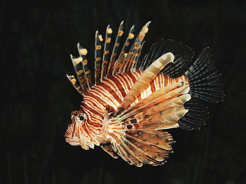 Common_lion_fish_Pterois_volitans.jpg.d65f2eae434b8e14dd94d23c8257789e.jpg
