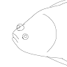 wormworm