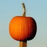Mr Pumpkin
