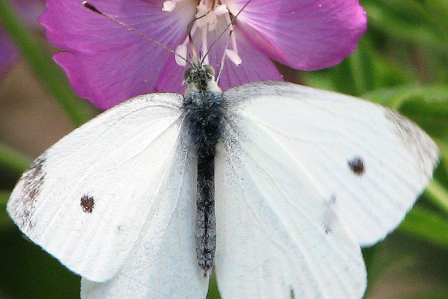 Kleiner_Kohlweissling_Pieris_rapae_2.jpg.047e2f0df7feaf6e8404ef64daf317c6.jpg