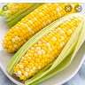 ppman69
