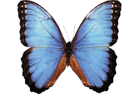 morpho_top.webp.60d16a9be45936fb33d705a759121fd7.webp