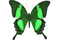 p_palinurus.webp.e1b66f37151cbd04b1170b67cfb3115c.webp