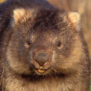Shadowombat