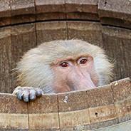 JamMonkey11