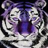 Purpletiger003