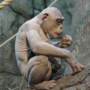 monkeyswinkle