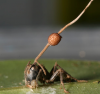 Cordyceps