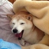 Songbear