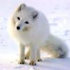 SnowFox