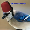 Bluejaylevi
